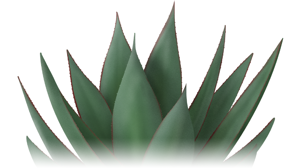 Agave - Eeuwplant