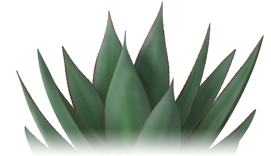 Agave - Eeuwplant Agave