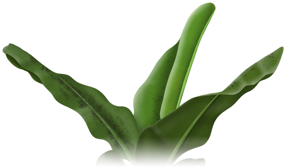 Musa - Bananenplant Musa