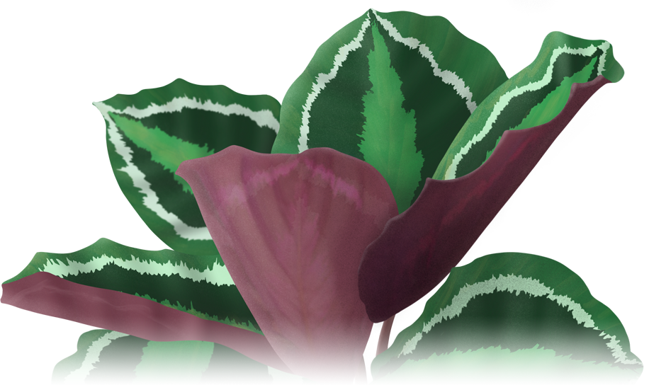 Calathea - Pauwenplant