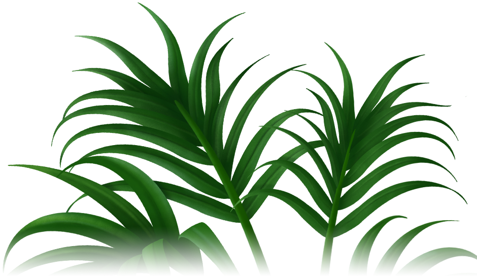 Kentia - Howea Fosteriana Kentia