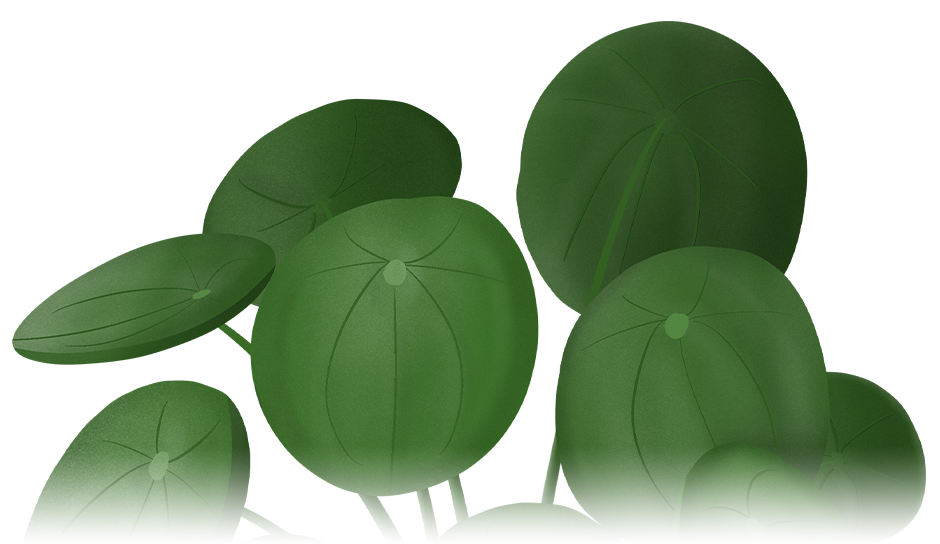 Pilea