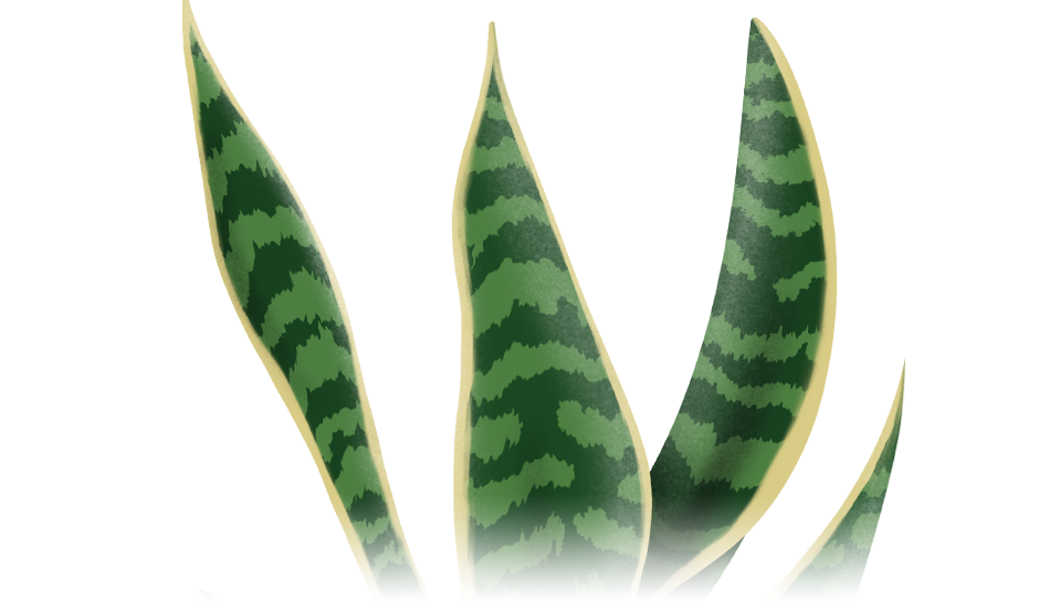 Sansevieria