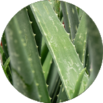 Aloe Vera - Wonderplant