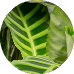 Calathea - Pauwenplant