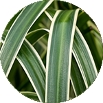 Chlorophytum - Graslelie