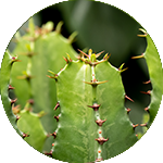 Cactus - Euphorbia