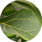 Ficus - Tabaksplant