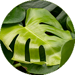 Monstera - Gatenplant
