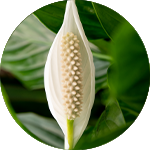 Spathiphyllum - Lepelplant