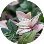 Tradescantia - Vaderplant