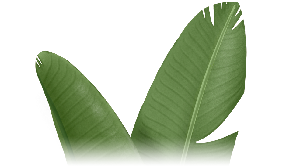 Strelitzia - Paradijsvogelplant