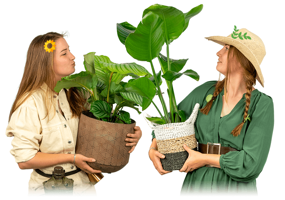 Bloeiende kamerplanten Bloeiende kamerplanten