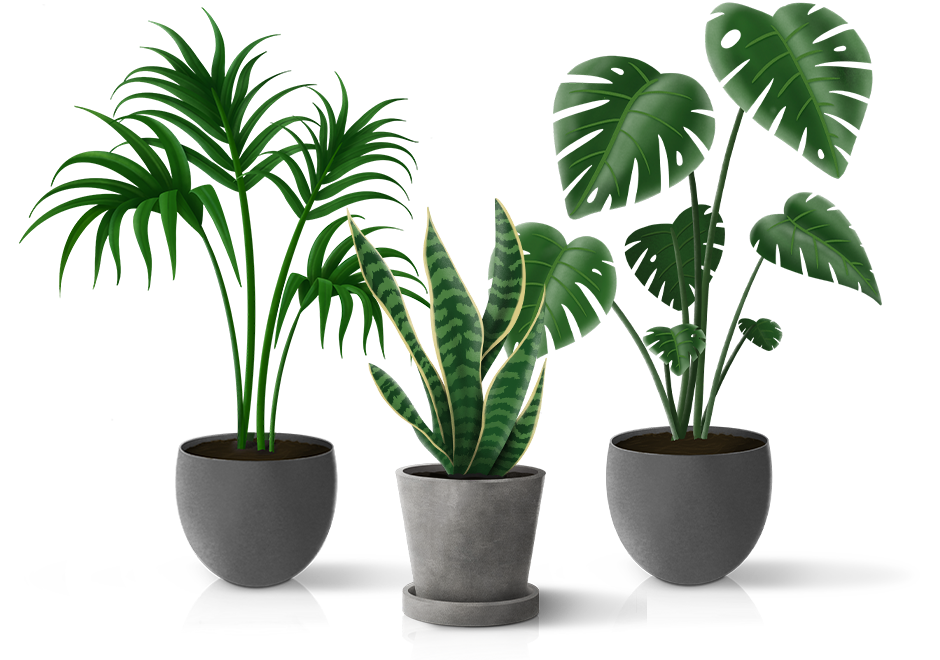 Makkelijke kamerplanten