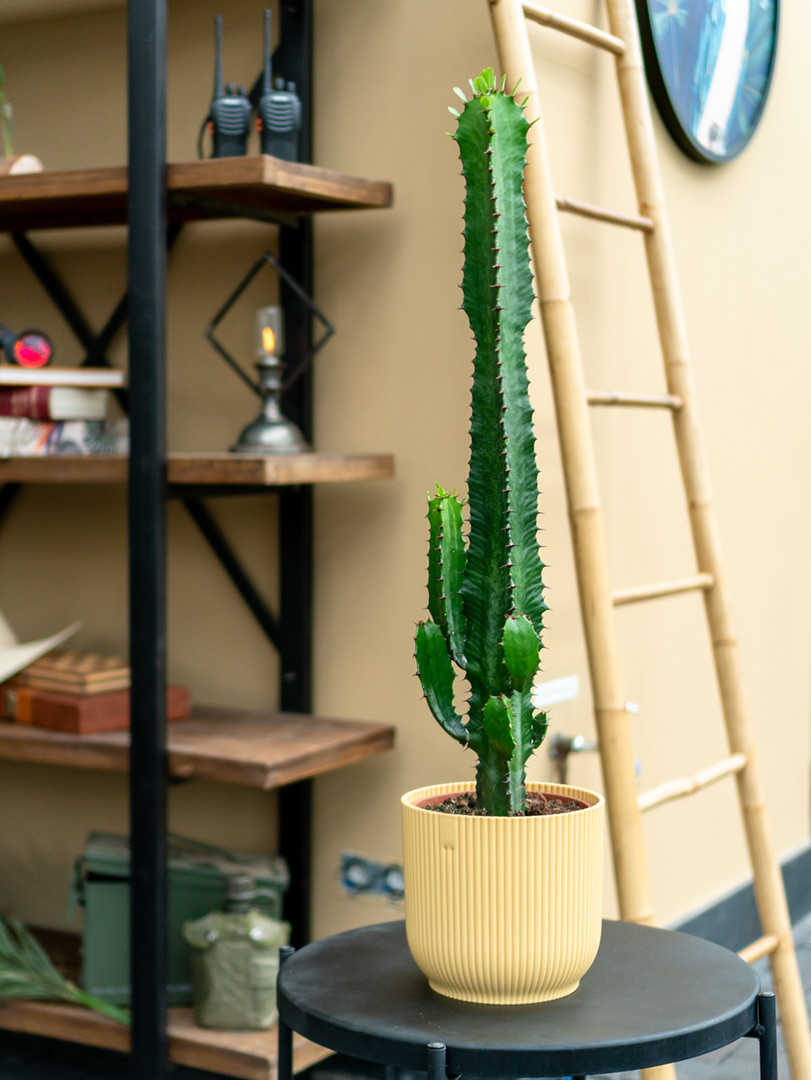 Cactus euphorbia kamerplant interieur