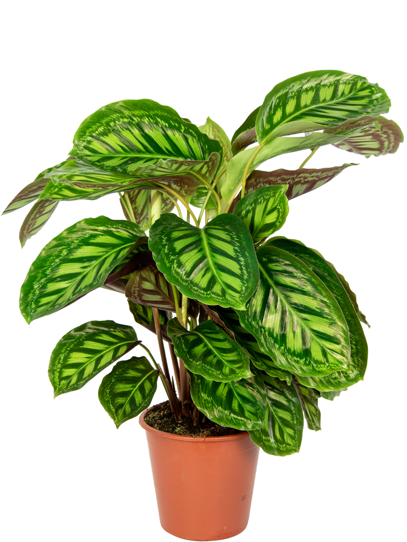 Industrialiseren emmer Gearceerd Calathea Flamestar (Pauwenplant) | 75cm | Make A Jungle