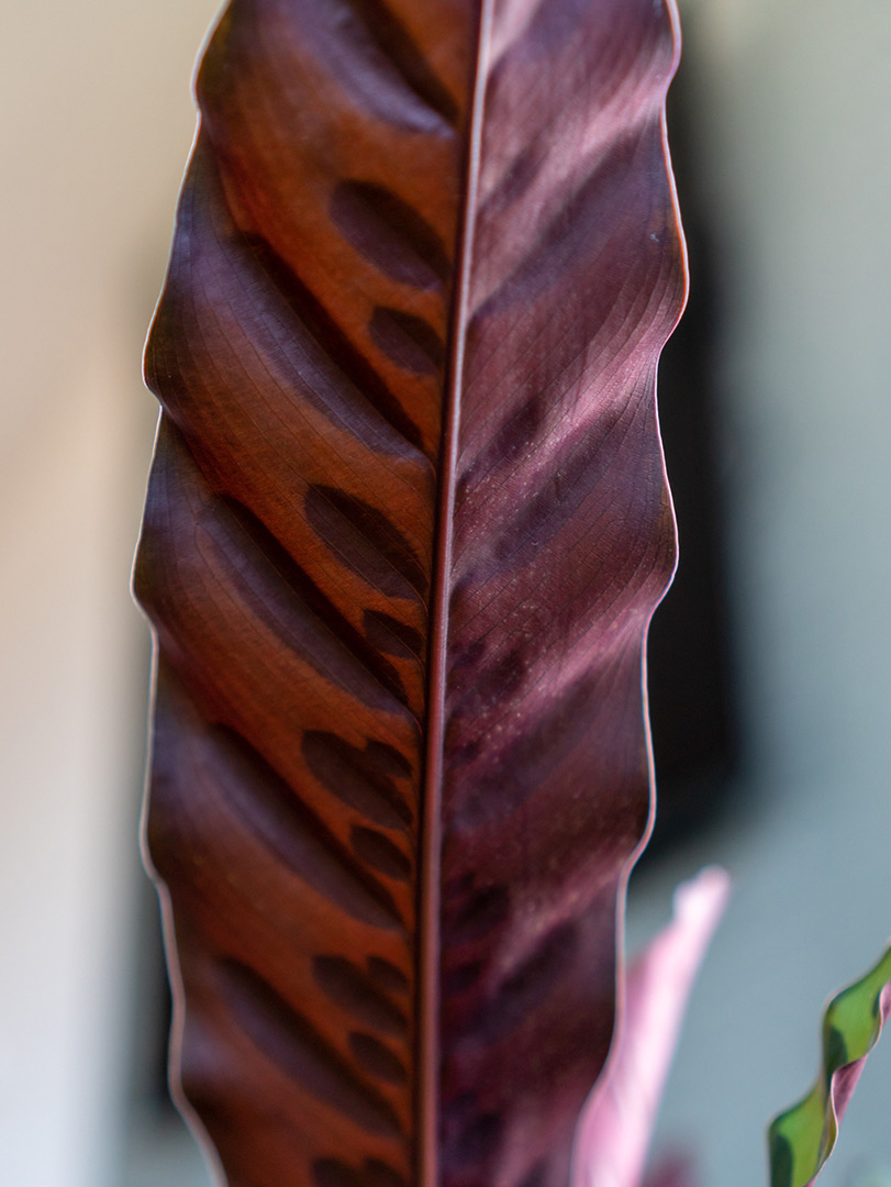 Calathea insigne closeup paars blad