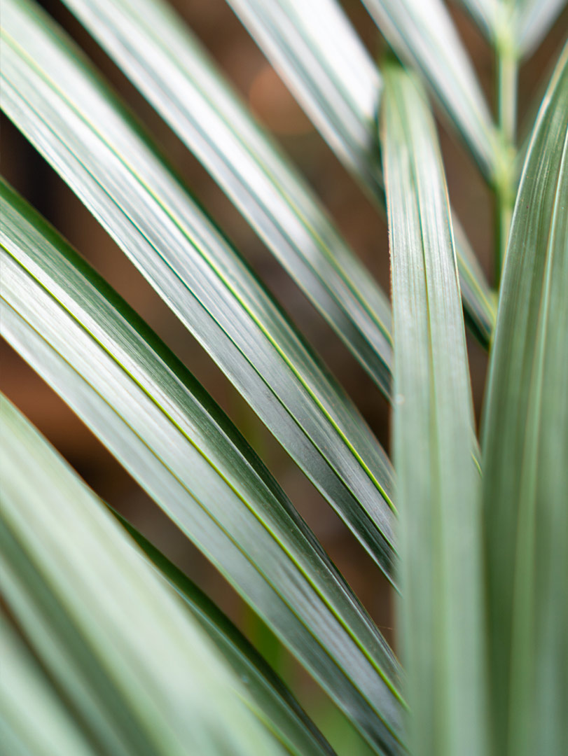 Closeup kentia palm bladeren kamerplant