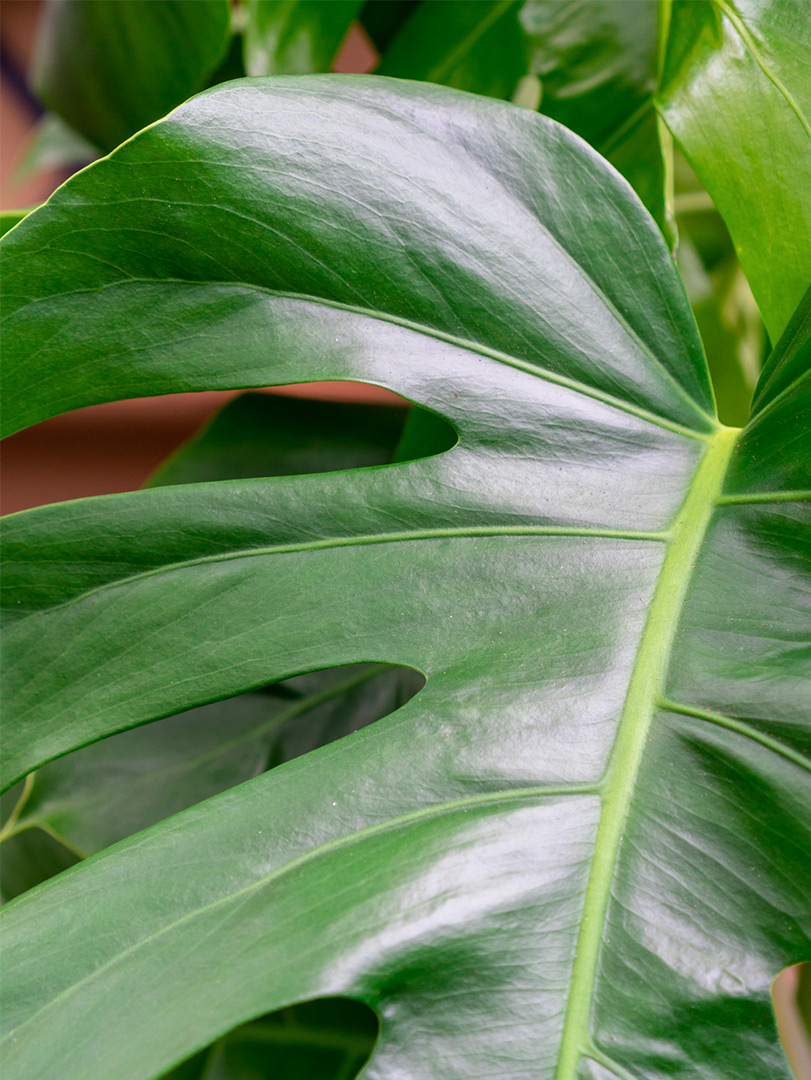 closeup van een monstera gatenplant blad