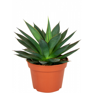 agave kamerplant met puntvormige bladeren en stekels