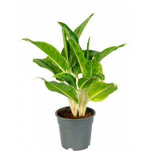 Aglaonema-cintho-queen-kamerplant