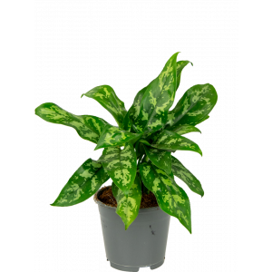 aglaonema maria kamerplant groen