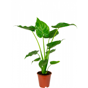 alocasia cucullata kamerplant ook wel bekend als olifantsoor