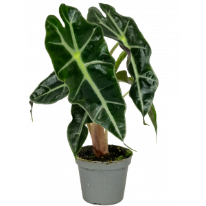 Alocasia-curly-bambino-stekje-klein