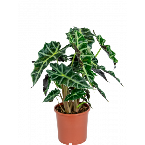 Alocasia-polly-kamerplant 2