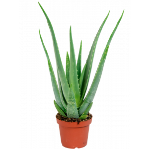 aloe vera plant heeft stengels gevuld met gel