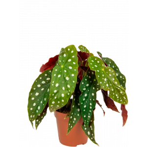 Begonia-maculata-klein