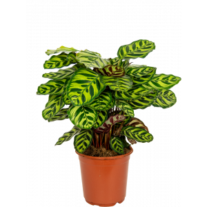 Calathea-makoyana-kamerplant