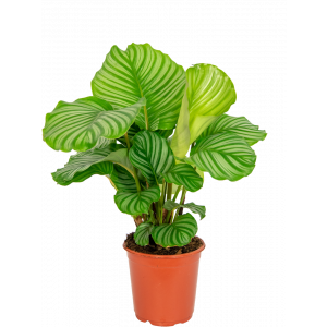 Calathea-orbifolia-kamerplant