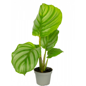 Calathea-orbifolia-stekje