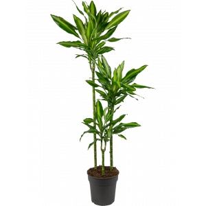 Dracaena-cintho-kamerplant