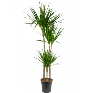 Genre Discriminatie slank Dracaena marginata (Drakenbloedboom) | 135cm | Make A Jungle