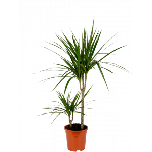 Dracaena-marginata-kamerplant-middelgroot