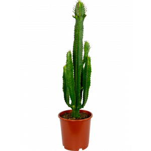 Euphorbia-acruensis-24-85-wolfsmelk-cactus-plant