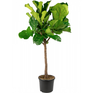 Ficus-lyrata-grote-kamerplant