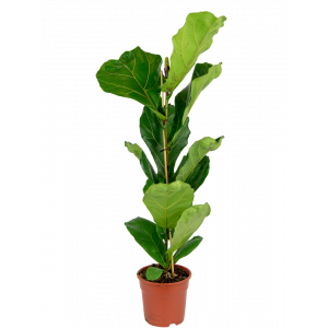 Ficus-lyrata-kamerplant-2