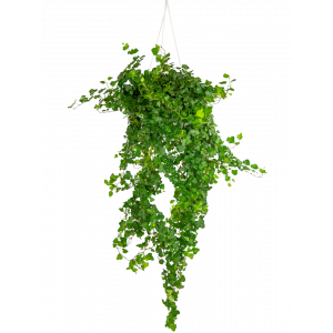 Hedera-wonder-hangplant-middelgroot