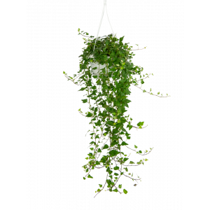 Hedera-wonder-klimop-hangplant