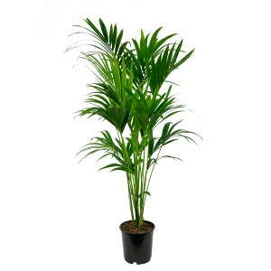 Kentia-howea-fosteriana-24-160-kamerplant-palm