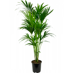 Kentia-howea-fosteriana-24-160-plant-palm 1