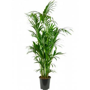 Kentia-howea-fosteriana-27-180-plant-palm