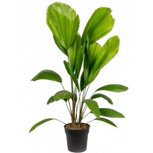 Licalua-grandis-palm-groot