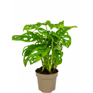 Monstera-adansonii-gatenplant-klein