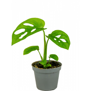 Monstera-adansonii-stekjes