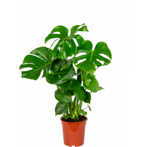 Monstera-gatenplant-delisiosa-21-70-plant