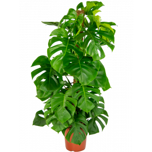Monstera-gatenplant-kamerplant